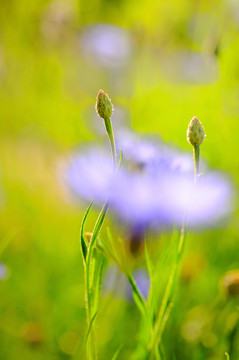 蓝色格桑花唯美野花