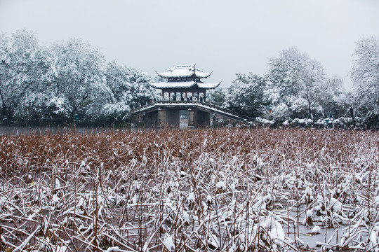 残荷雪韵