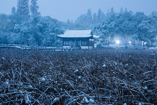 荷塘夜雪