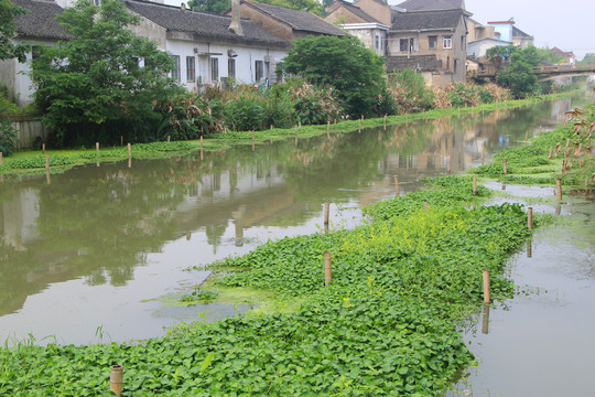 水乡河道植被