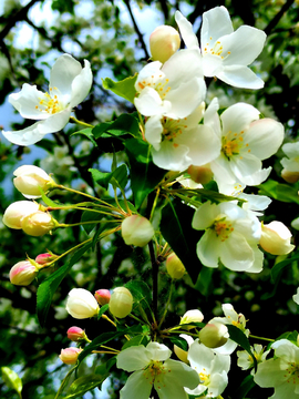 山丁子花开的季节