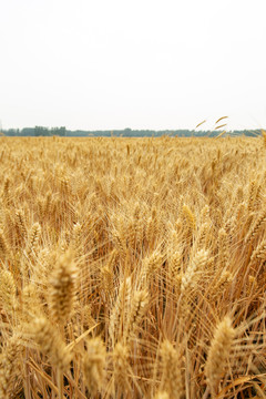 金黄的小麦田