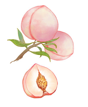 水蜜桃原創(chuàng)手繪水彩插畫(huà)