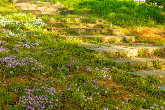 春天园林花草树木景观