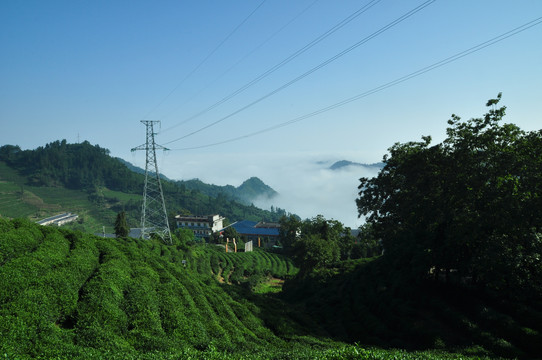 龙王垭茶叶B