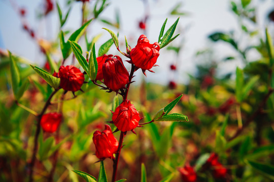 洛神花树