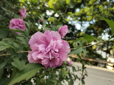 木槿花