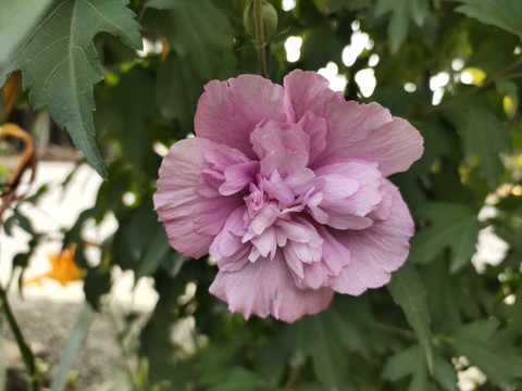 木槿花特写