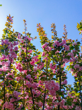 鲜花烂漫