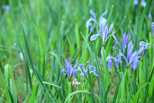 兰花草