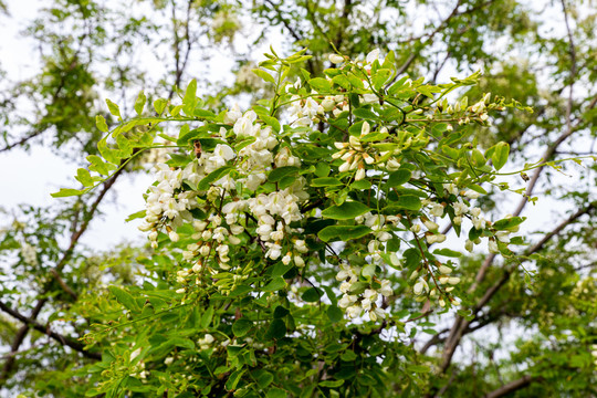 槐花