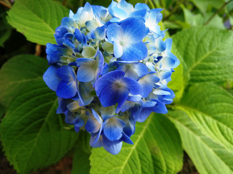 植物花卉绣球花