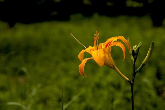 萱草花