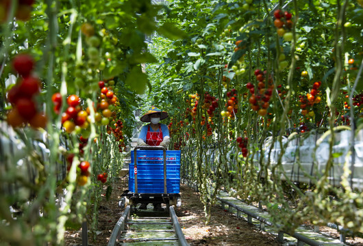 现代番茄种植大棚