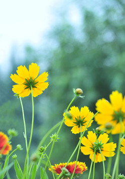 清新夏日花草摄影