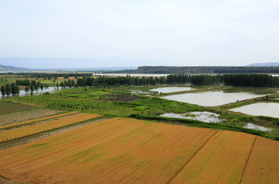 麦田