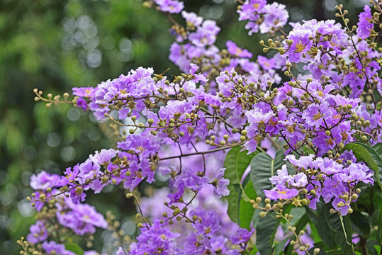 紫荆花