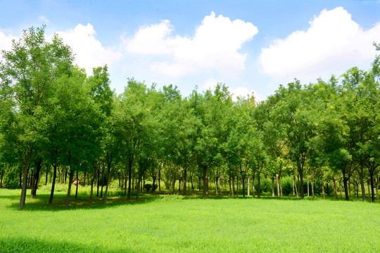 阳光草地绿树