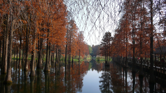 水杉树