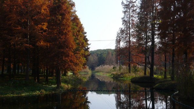 水杉树