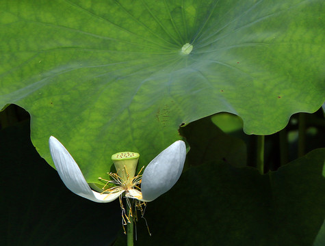 荷花