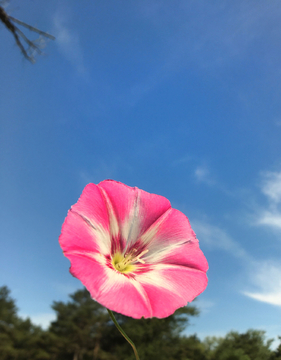 蓝天白云绿草原牵牛花