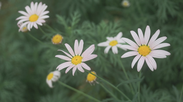 雏菊