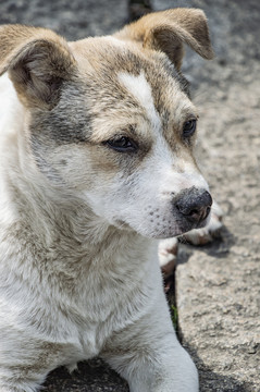 中华田园犬