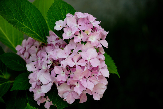 绣球花