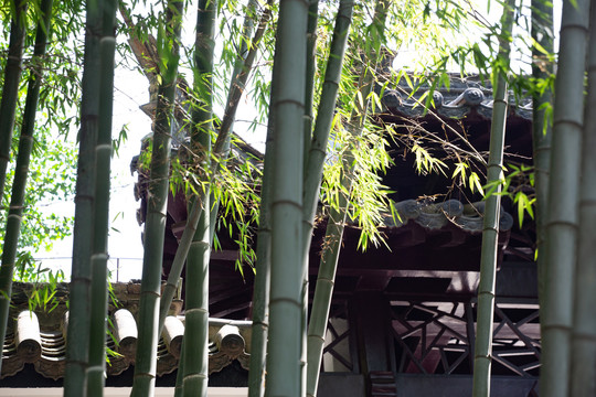 竹子与古建