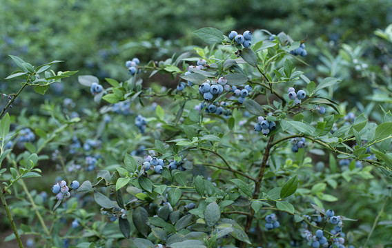 蓝莓树