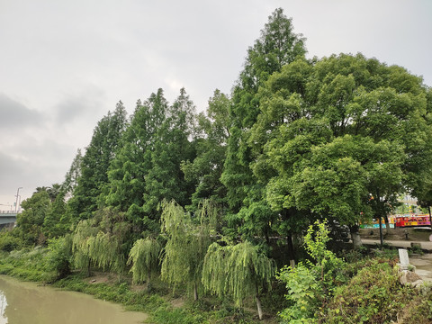 河边绿植柳树