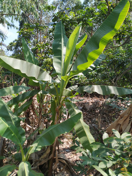 香蕉树