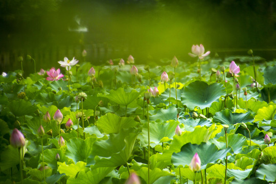 荷花池