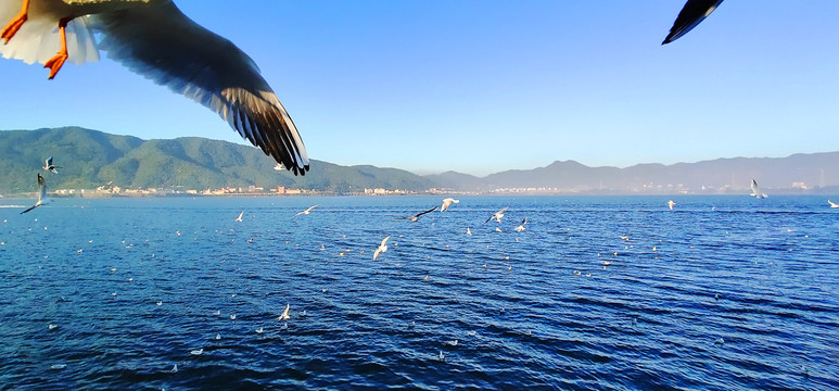 广角湖面上飞翔中的海鸥