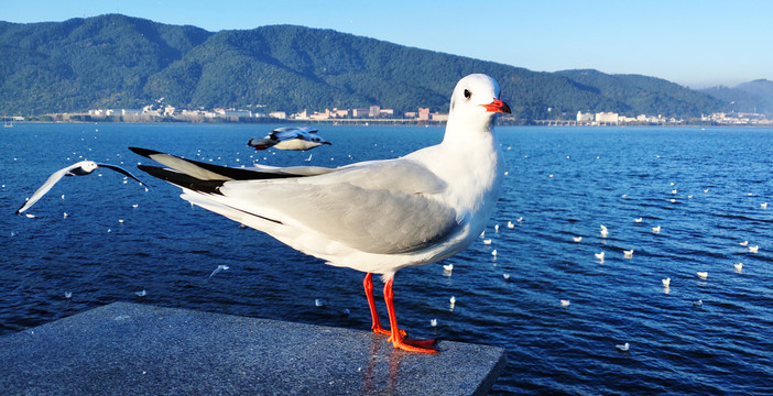 广角红嘴海鸥特写