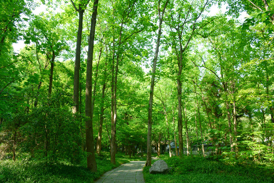 阳光绿树林森林绿草地