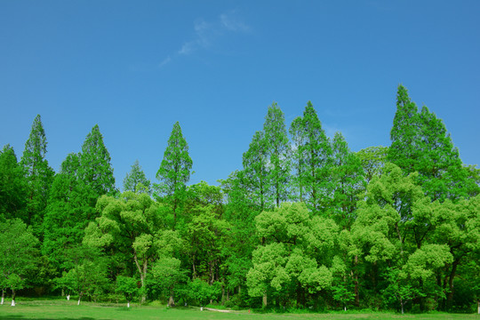 阳光绿树林森林绿草地