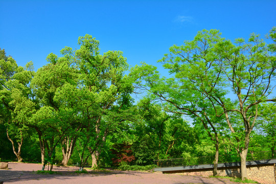 阳光绿树林森林绿草地