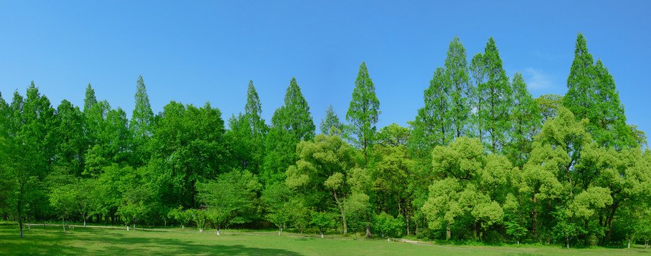 阳光绿树林