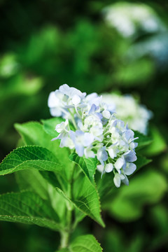 绣球花鲜花背景