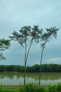 河边榕树