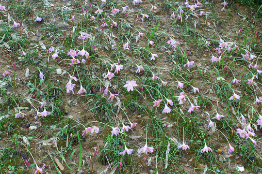 风雨过后花地