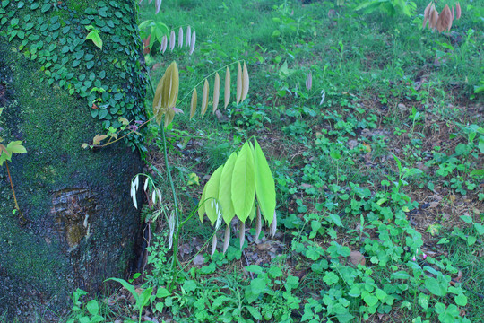 植物萌芽