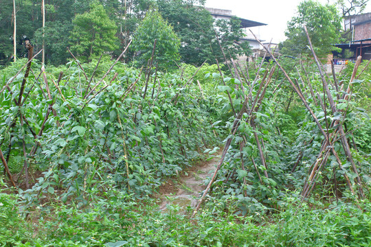 农家豆角地