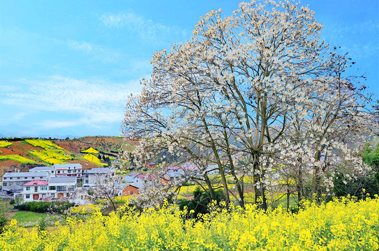 大石门樱花油菜花BI