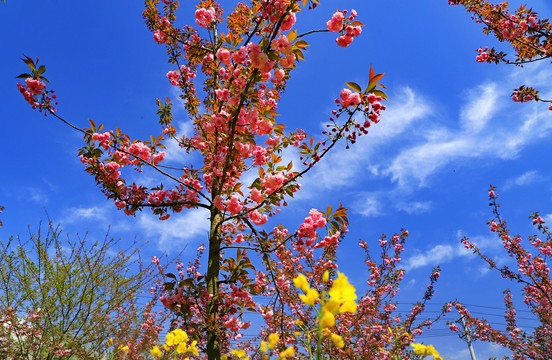 大石门樱花油菜花BJ