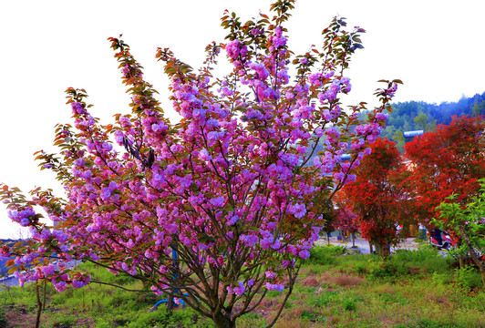 大石门樱花油菜花BT