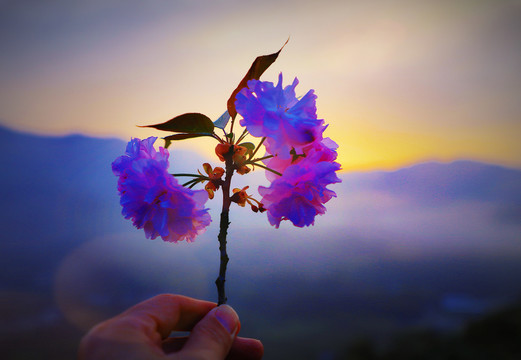 大石门樱花油菜花BW