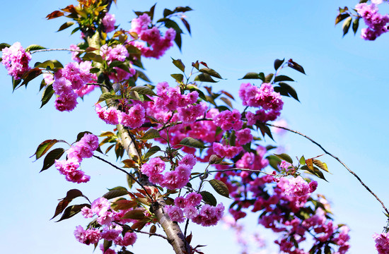 大石门樱花油菜花CD